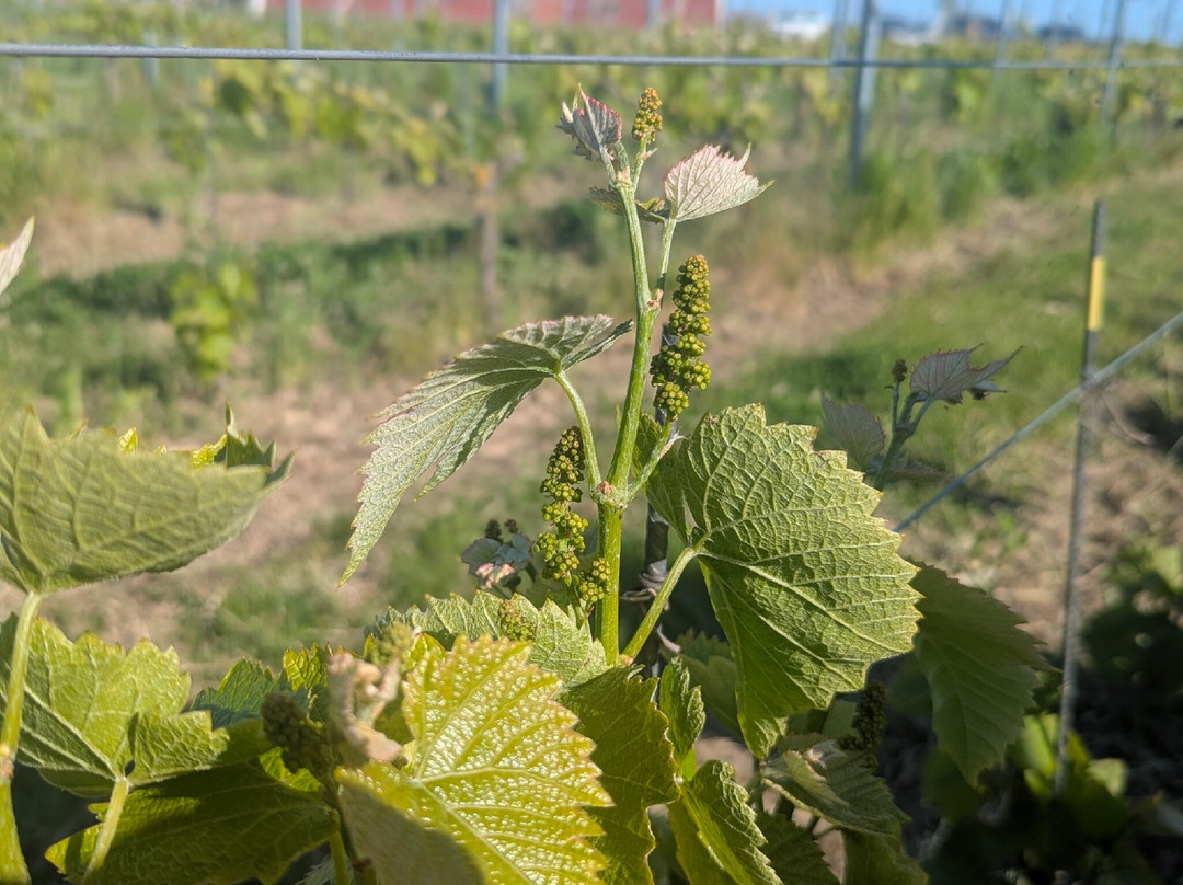 Sartshoga Wineyard B&B主图