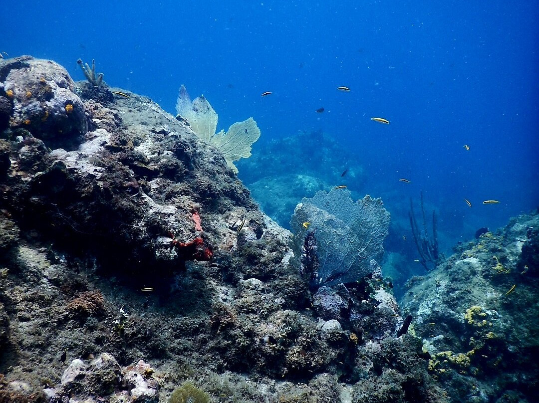 Basse-terre Plongée-Gourbeyre必去景点