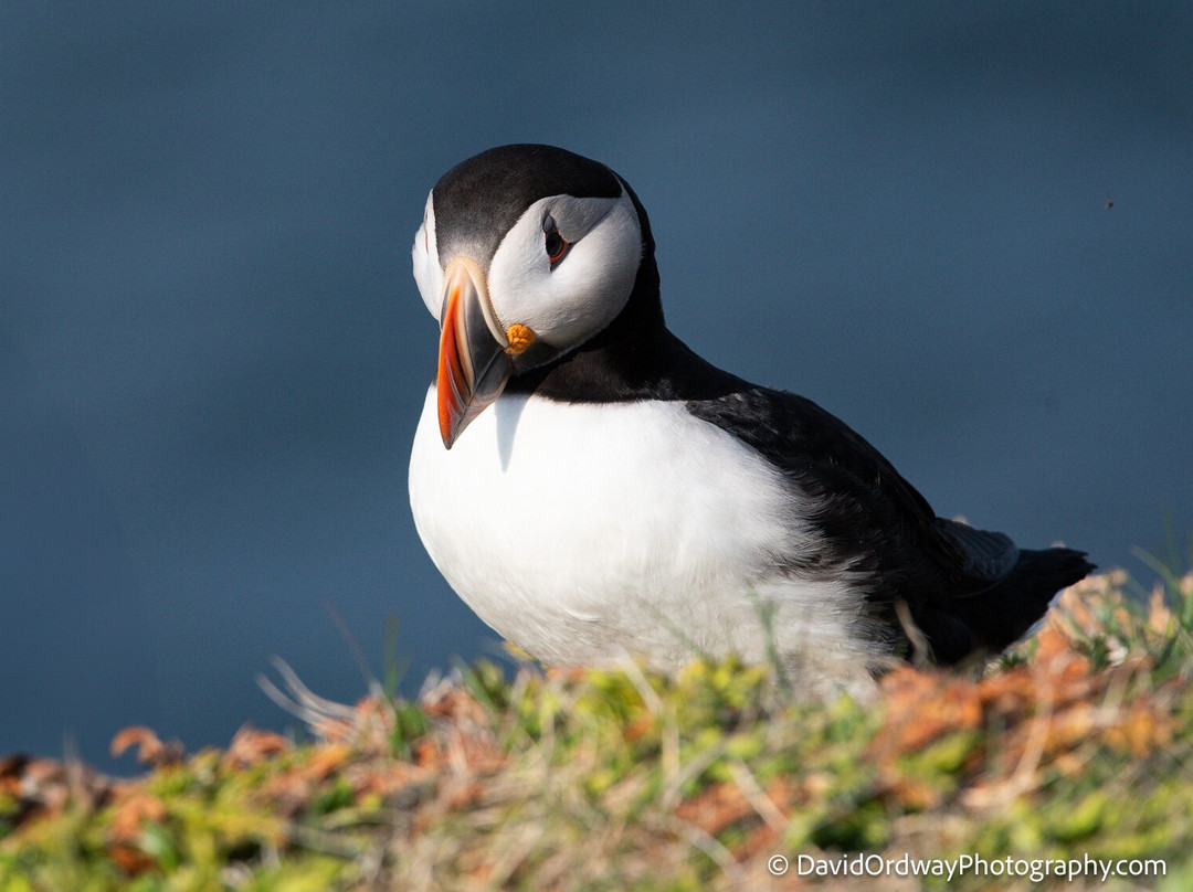 Newfoundland Photo Tours-圣约翰必去景点