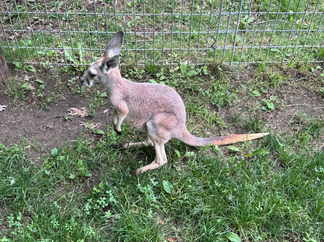 Bear Den Zoo & Petting Farm-Waterford必去景点
