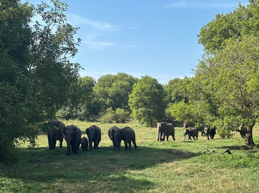 Minneriya jeep safaris tour-哈巴拉娜必去景点