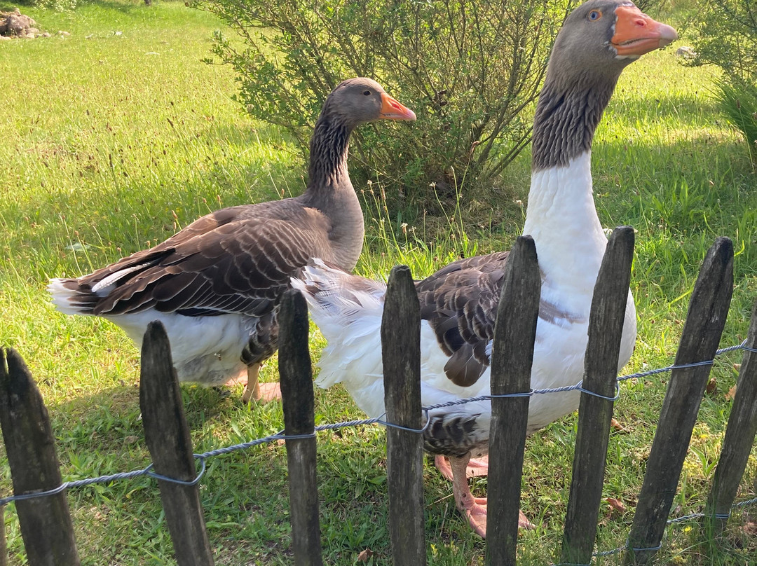 Arche Warder - Zentrum für seltene Nutztierrassen-Warder必去景点