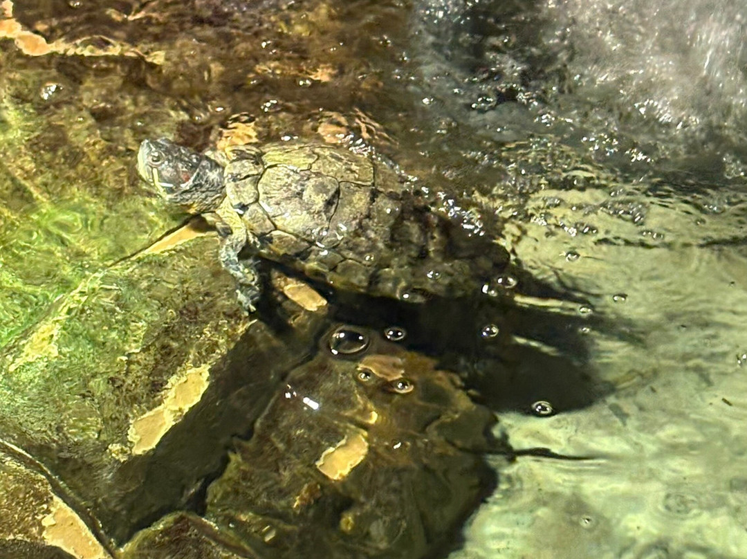 Lakes Aquarium-Newby Bridge必去景点