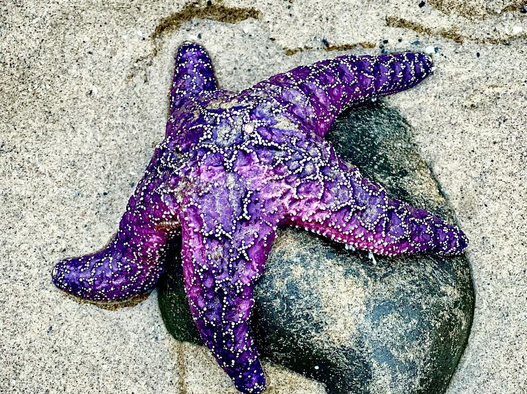 Oceanside Beach State Recreation Site-Oceanside必去景点