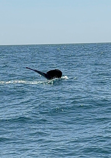 Captain John Boats-普利茅斯必去景点