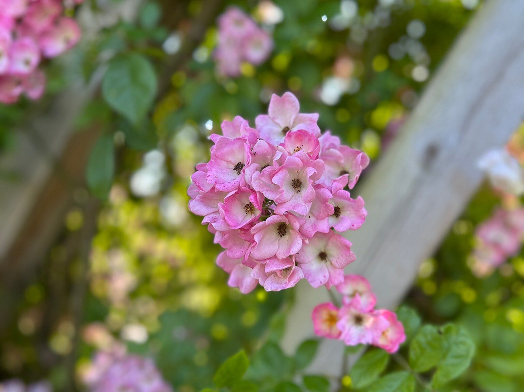 Rosenlunds Rosarium-延雪平必去景点