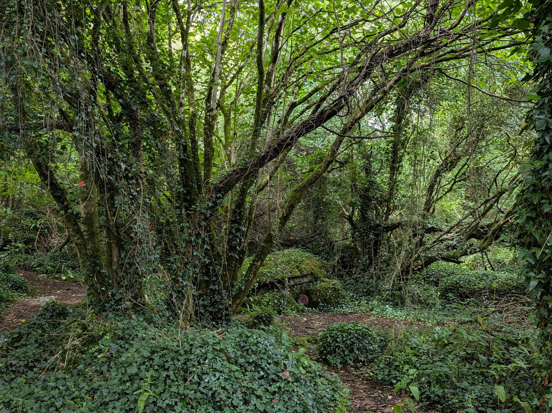 Burren Nature Sanctuary-金瓦拉必去景点