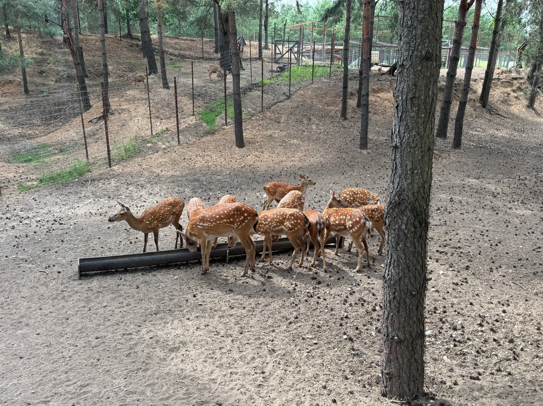 Animal Park