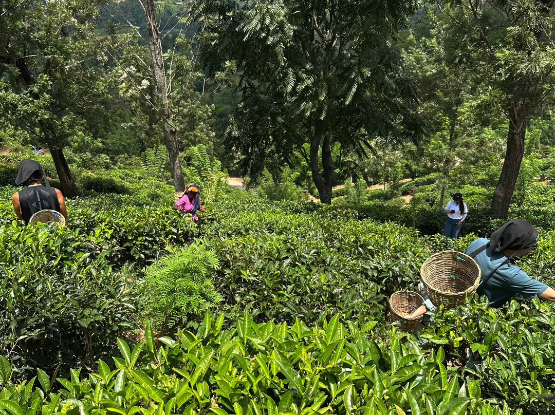 Sanka Tuk Tuk Tours & Taxi Service-埃勒必去景点