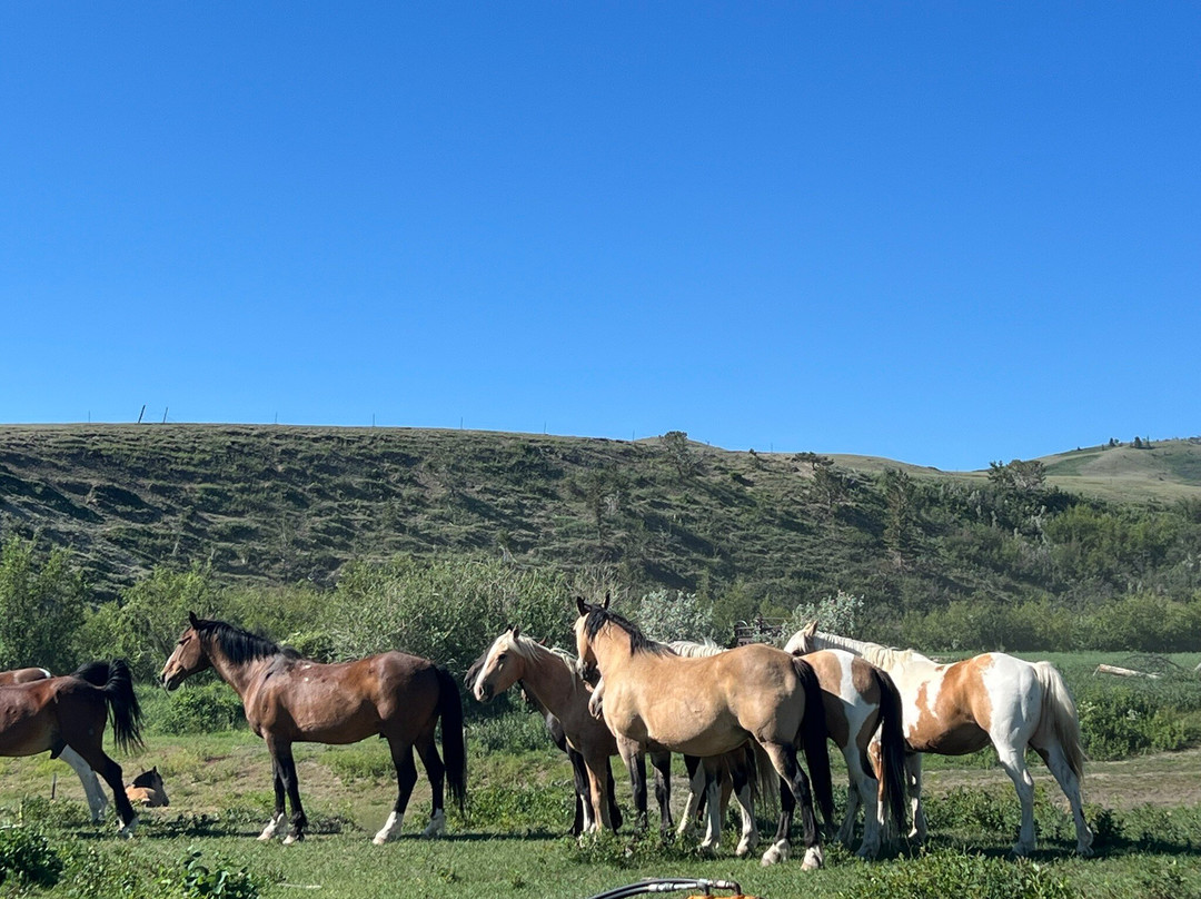 DeBoo Ranch Adventures-Valier必去景点