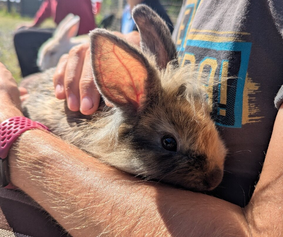 Caithness Animal Farm Park-Lybster必去景点