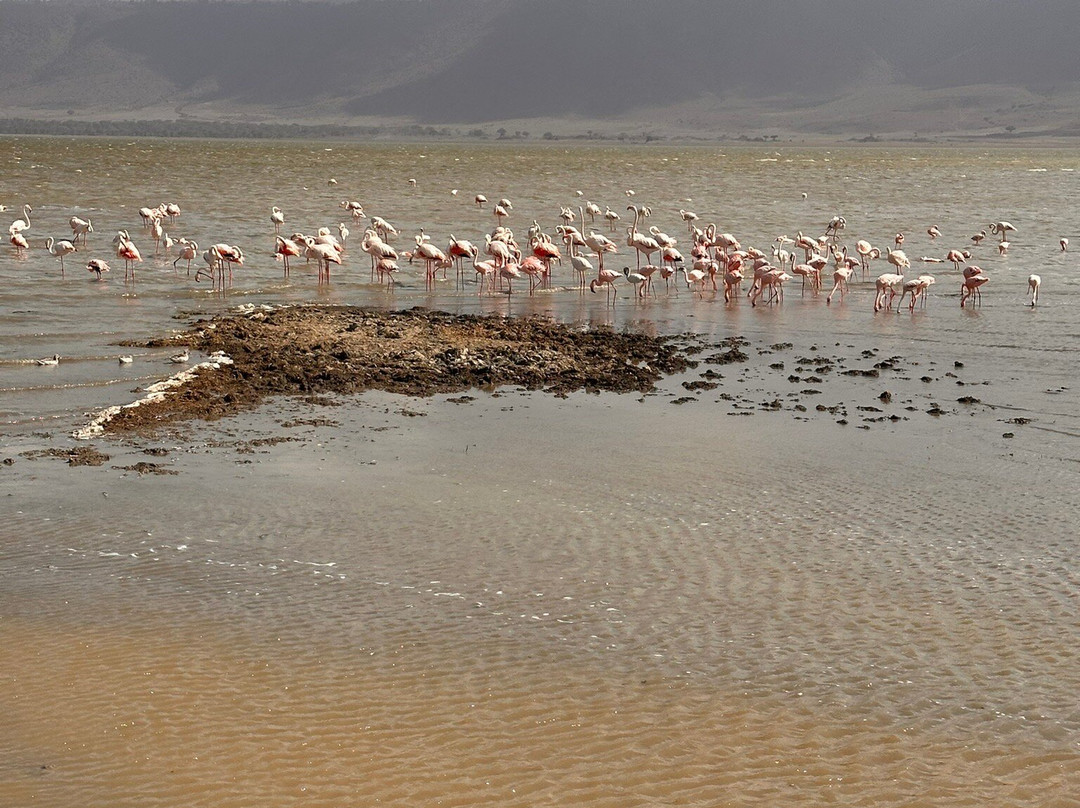 Northern Masailand Safaris-阿鲁沙必去景点