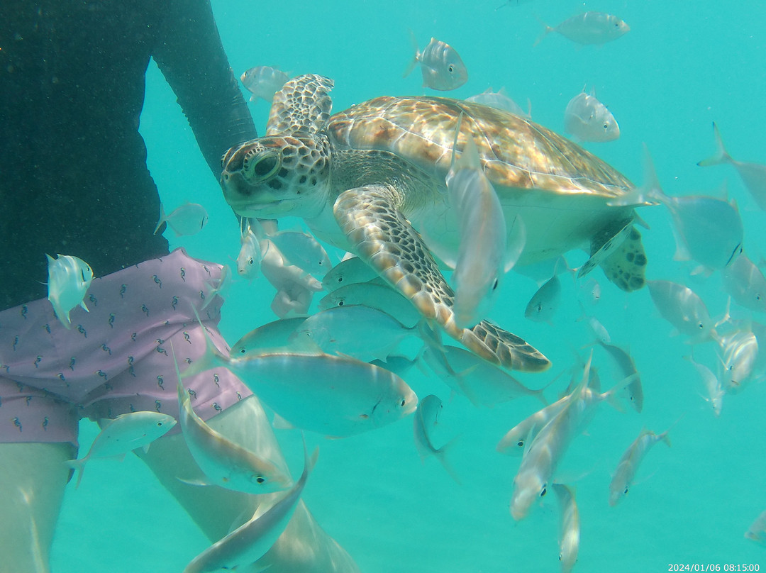 Captain Dwayne Barbados / Livity Cruises-巴巴多斯必去景点