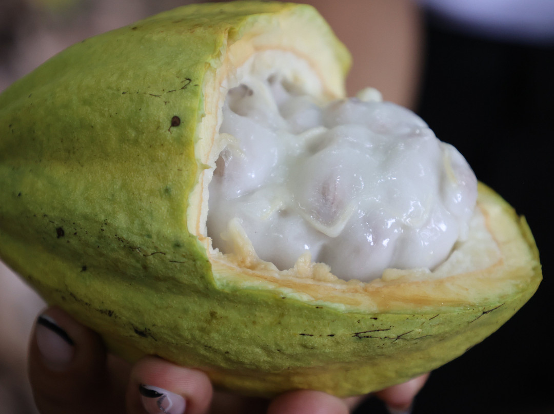 Vila Rosa-Itacare必去景点