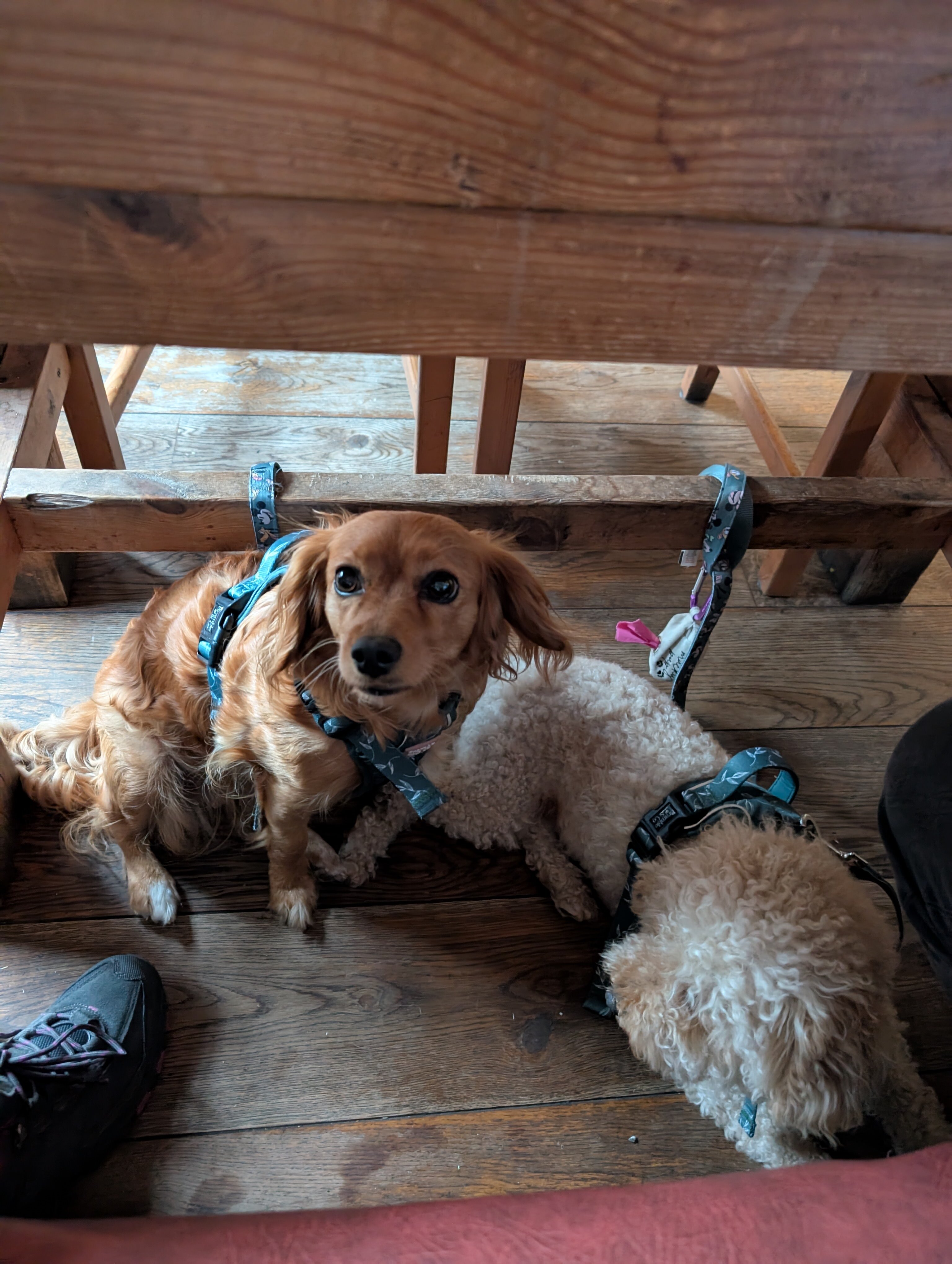 The George Inn & Millingbrook Lodge-官方