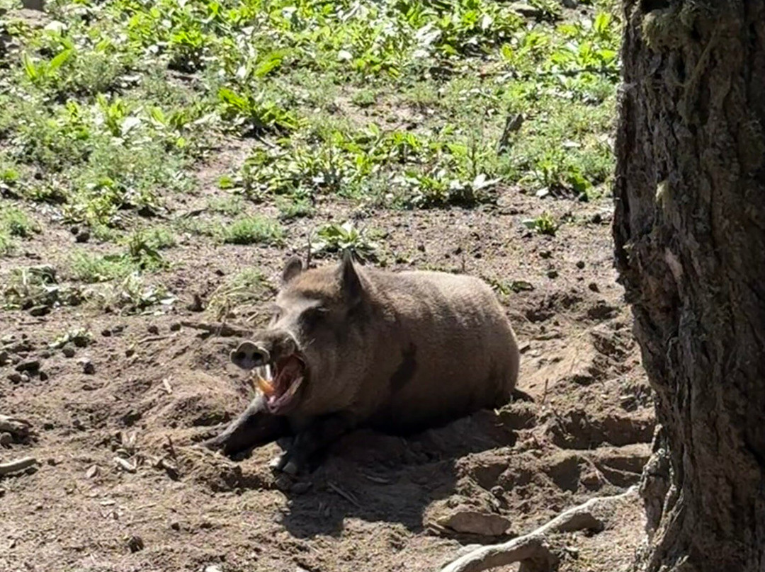 Parc animalier des Angles-Les Angles必去景点