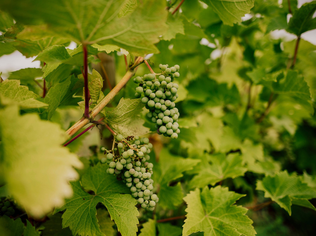 Hanley vineyard-Tenbury Wells必去景点