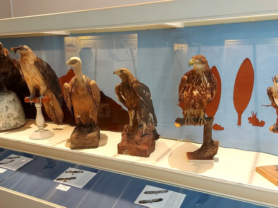 Musée Pierre Noël-孚日圣迪耶必去景点