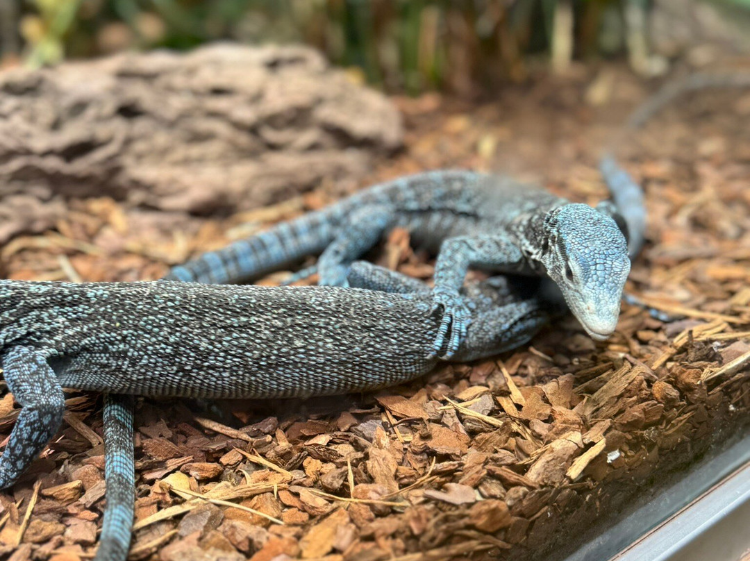 Planet Exotica-鲁瓦扬必去景点