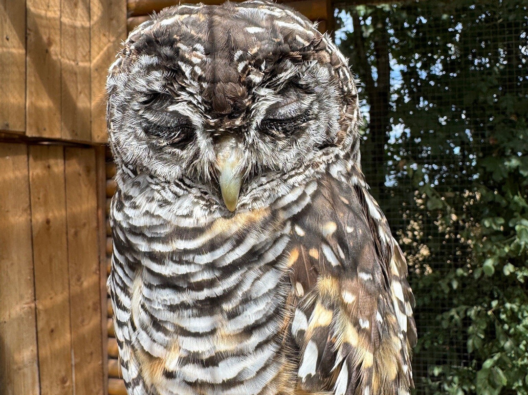 Call Of The Wild Zoo-South Woodham Ferrers必去景点