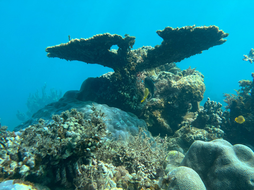Ningaloo Reef Dive-珊瑚湾必去景点