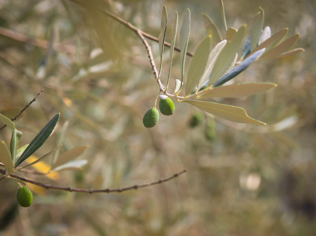 Poggi del Chianti Winery-卡夫里利亚必去景点