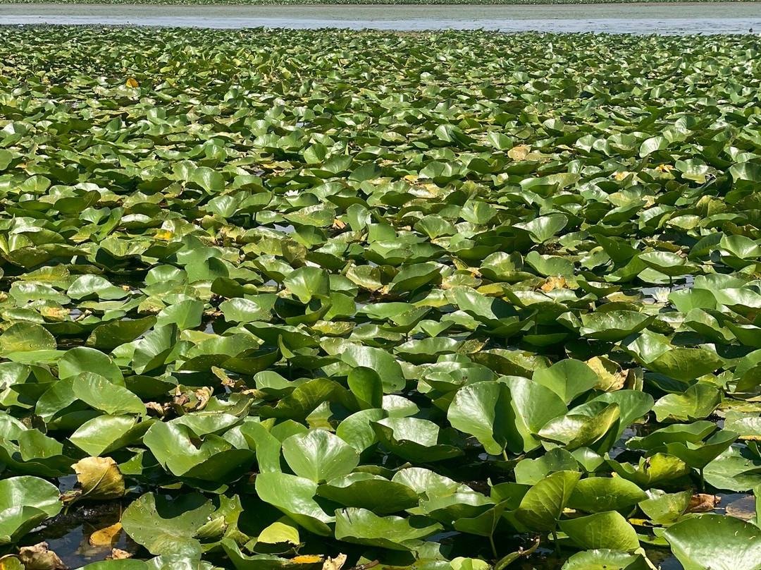 Monte Frog Boat Cruise-维尔巴札拉必去景点