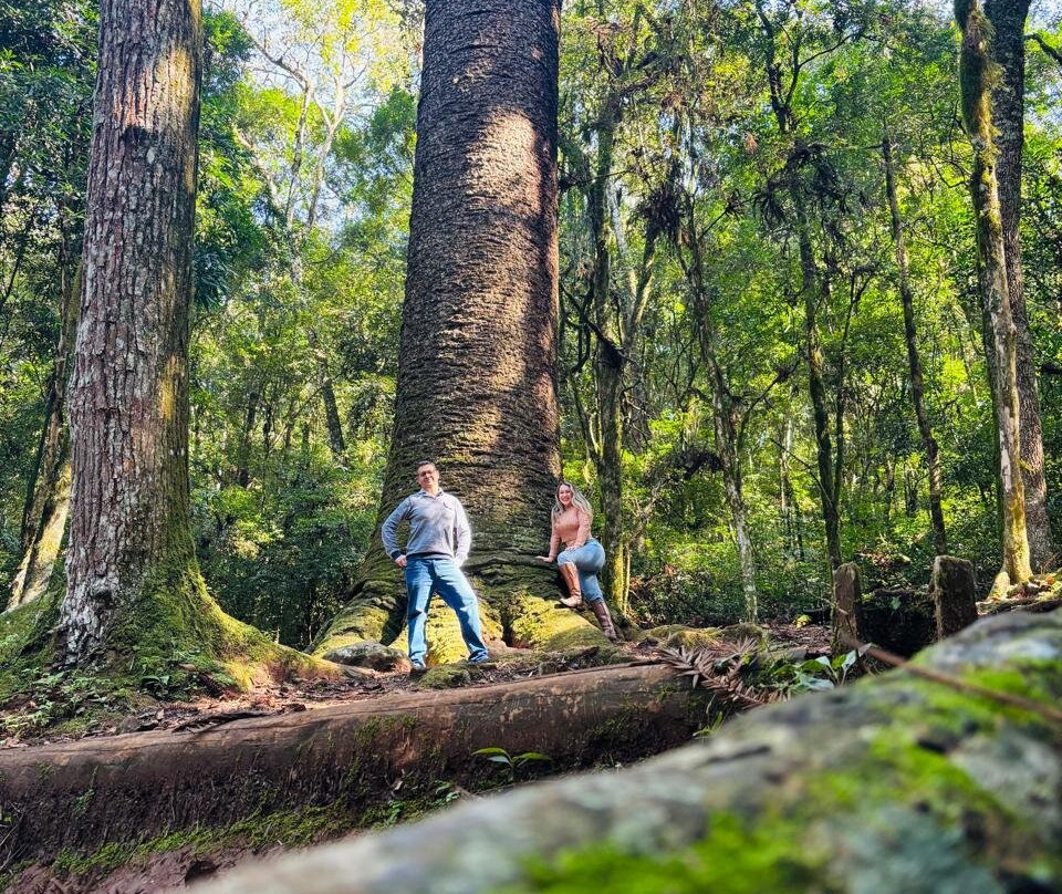 Pinheiro Multissecular-Nova Petropolis必去景点