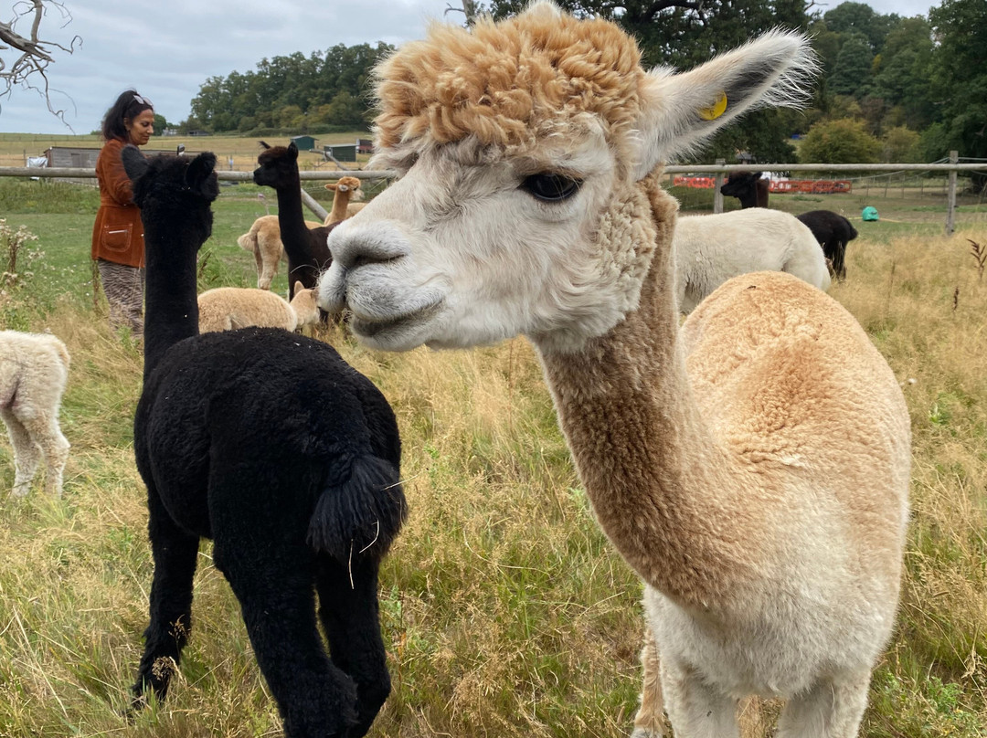 London Alpacas-Epping必去景点