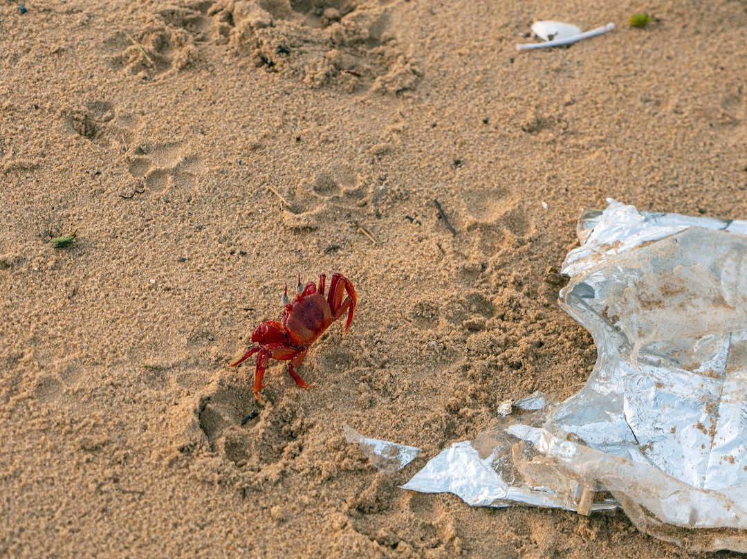 Dublagadi Sea Beach-Balasore必去景点
