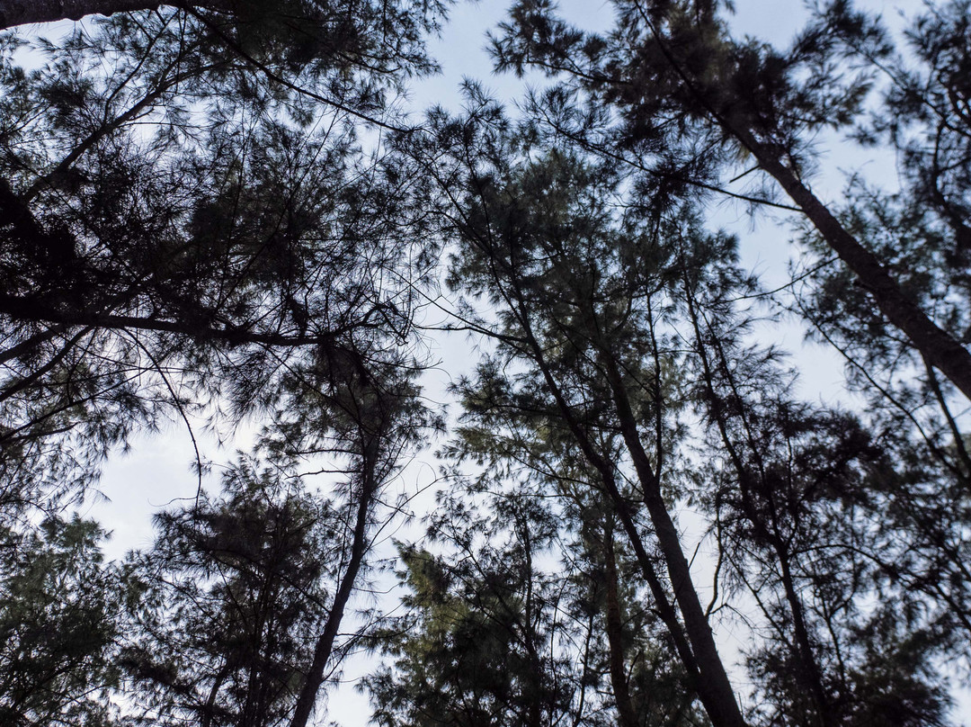Dublagadi Sea Beach-Balasore必去景点