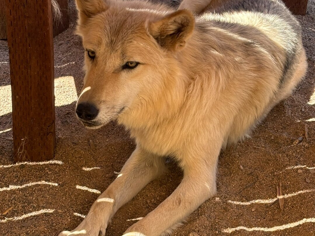 Sedona Wolf Sanctuary-Rimrock必去景点