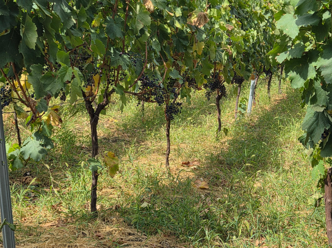 Vellino Wine Cellar-Kakabeti必去景点