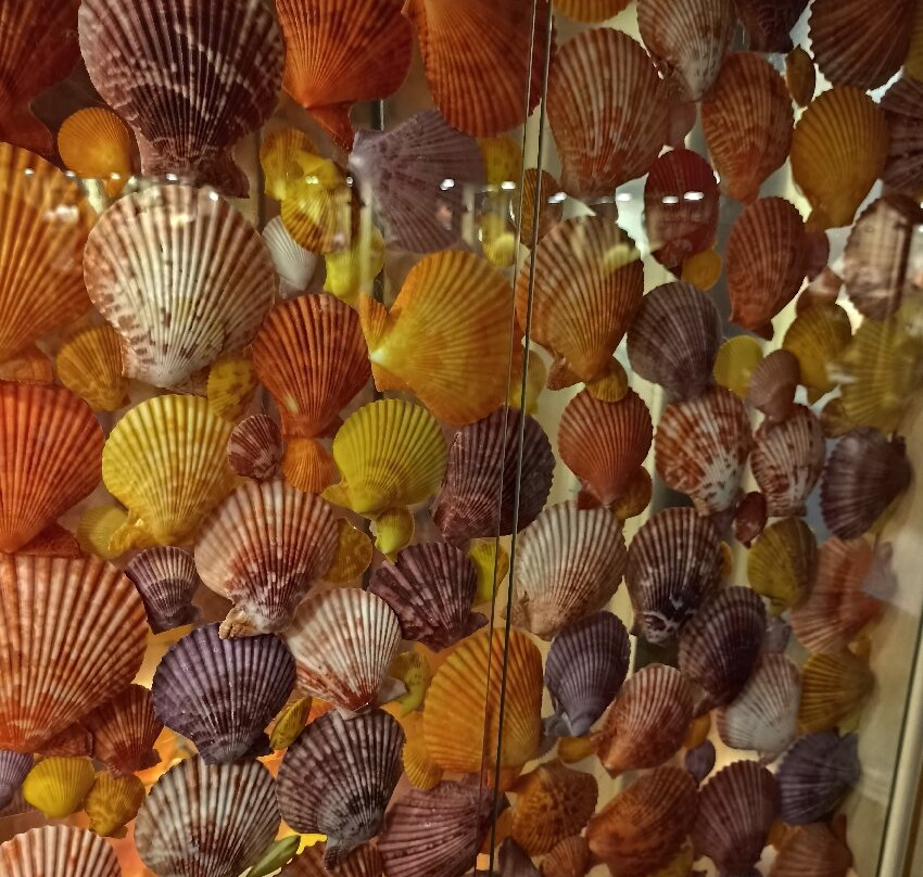Museum du Coquillage-莱萨布勒多洛讷必去景点