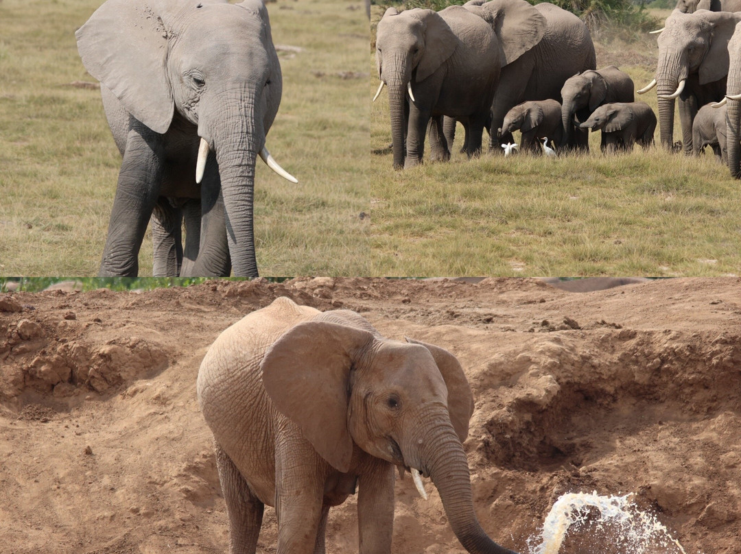 Designer Safari-内罗毕必去景点