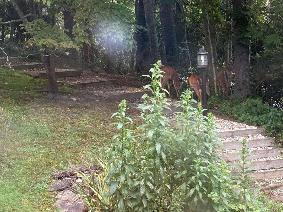 The Mast Farm Inn主图