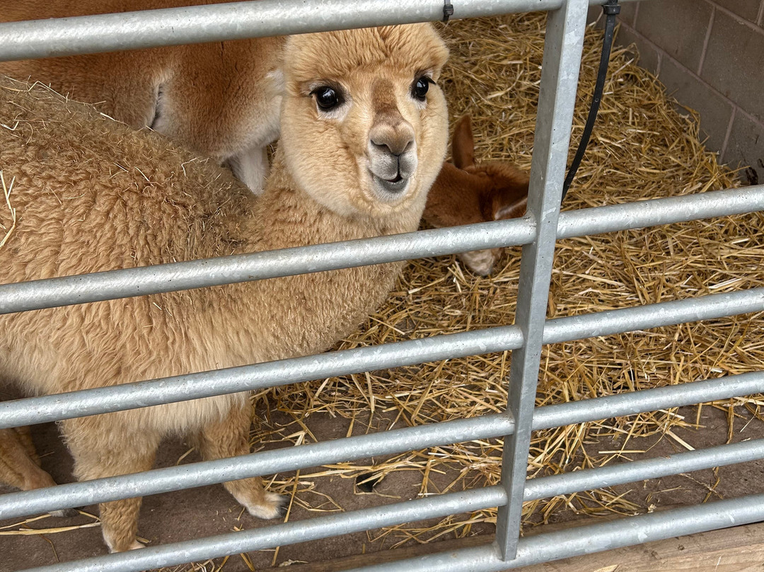 Hayrack Church Farm-Thornton-le-Moors必去景点