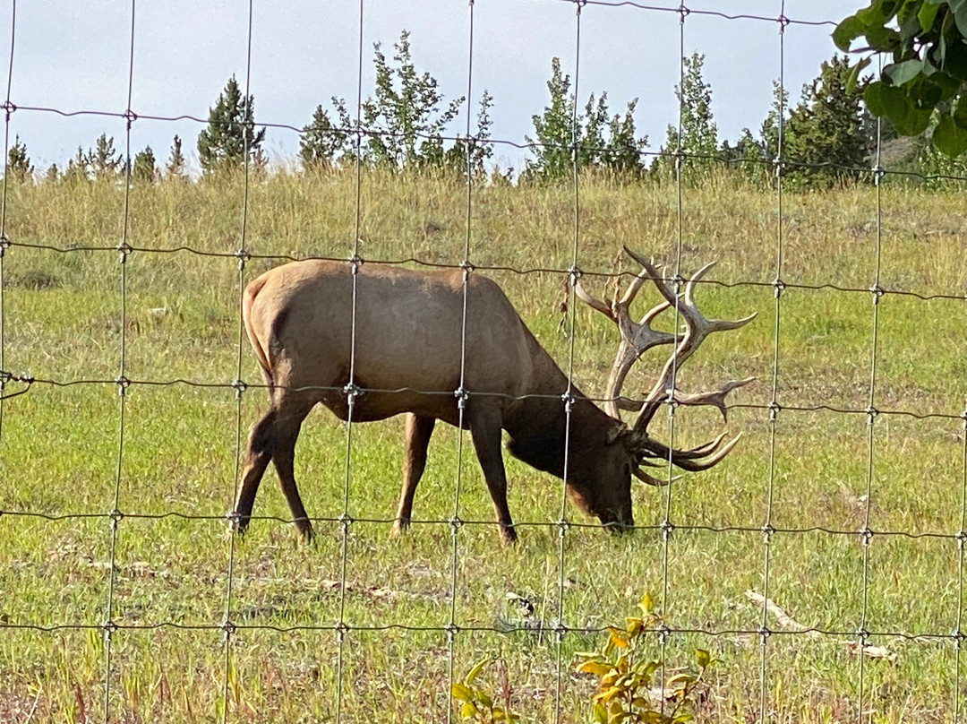 Yukon Wildlife Preserve-白马市必去景点