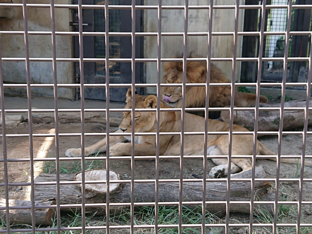 Kiryugaoka Zoo-桐生市必去景点
