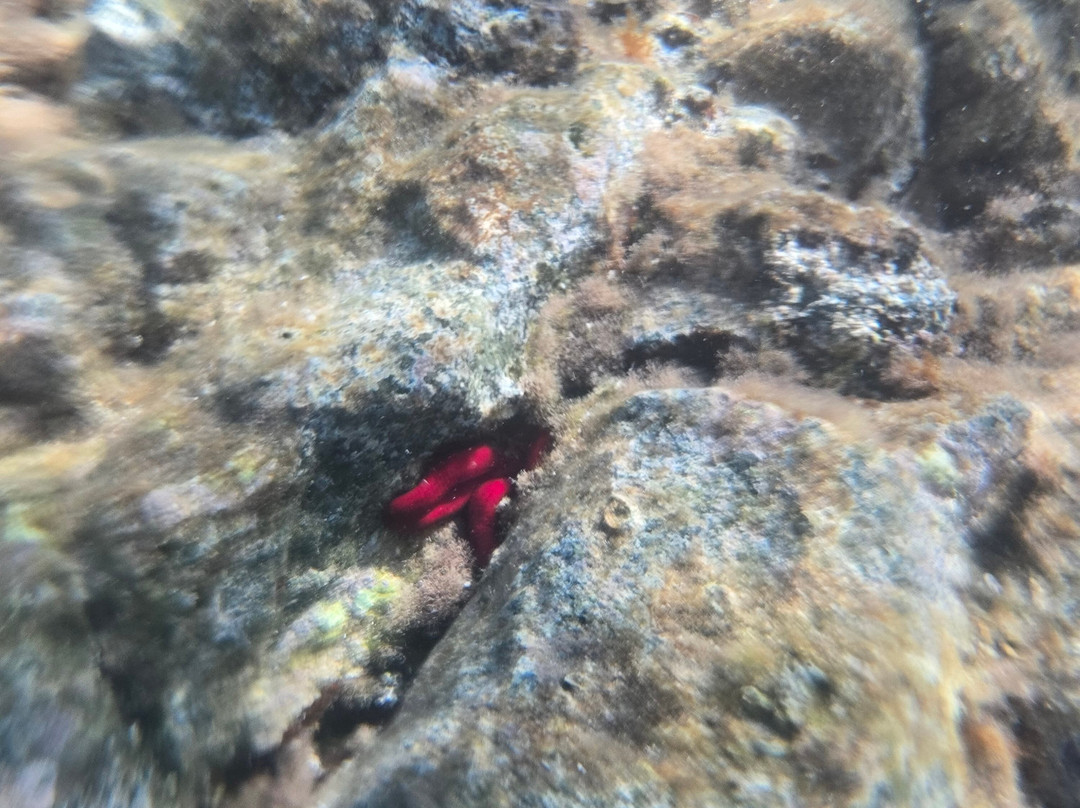 Caletta Rovaglioso-Palmi必去景点