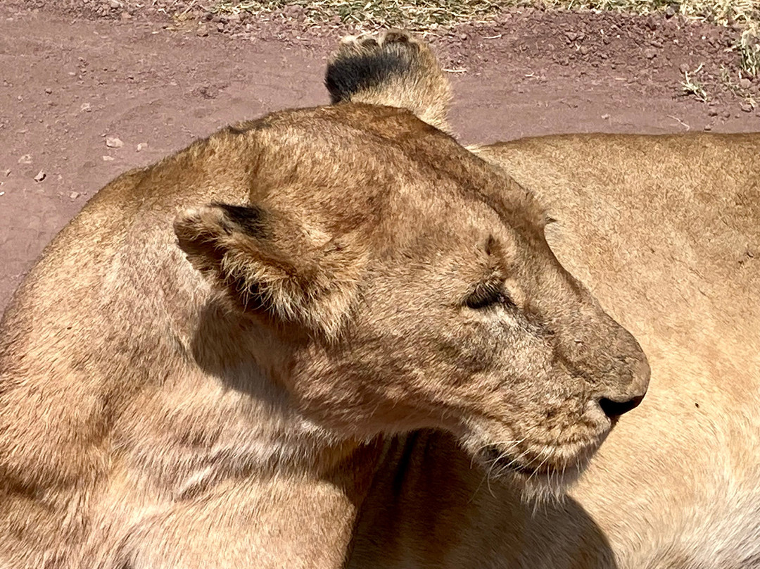 Rashad Adventure-阿鲁沙必去景点