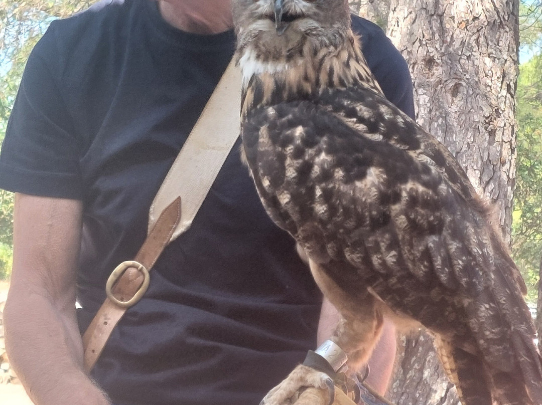 Sokolarski Raptor Centre-希贝尼克必去景点