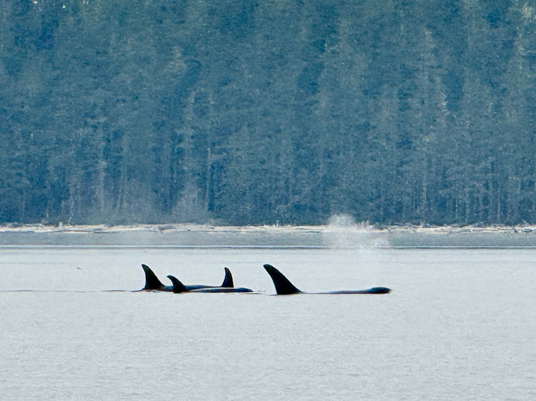 Seasmoke Whale Watching-Alert Bay必去景点