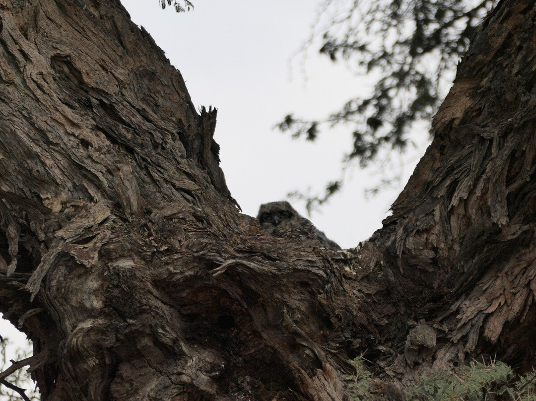 Kalahari Safaris - Desert Explorers-阿平顿必去景点