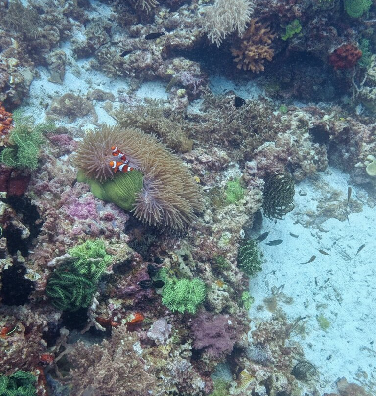 Honu Dive Center-null必去景点