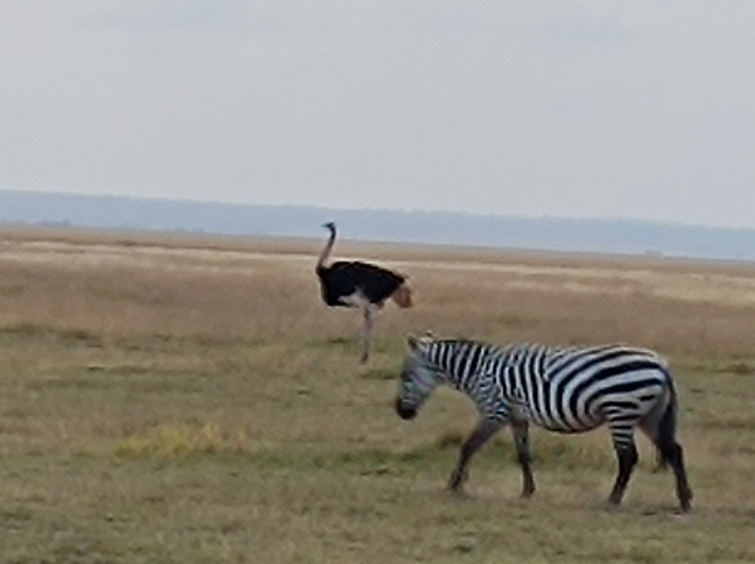 All Seasons Safaris & Tours - Day Tours-内罗毕必去景点