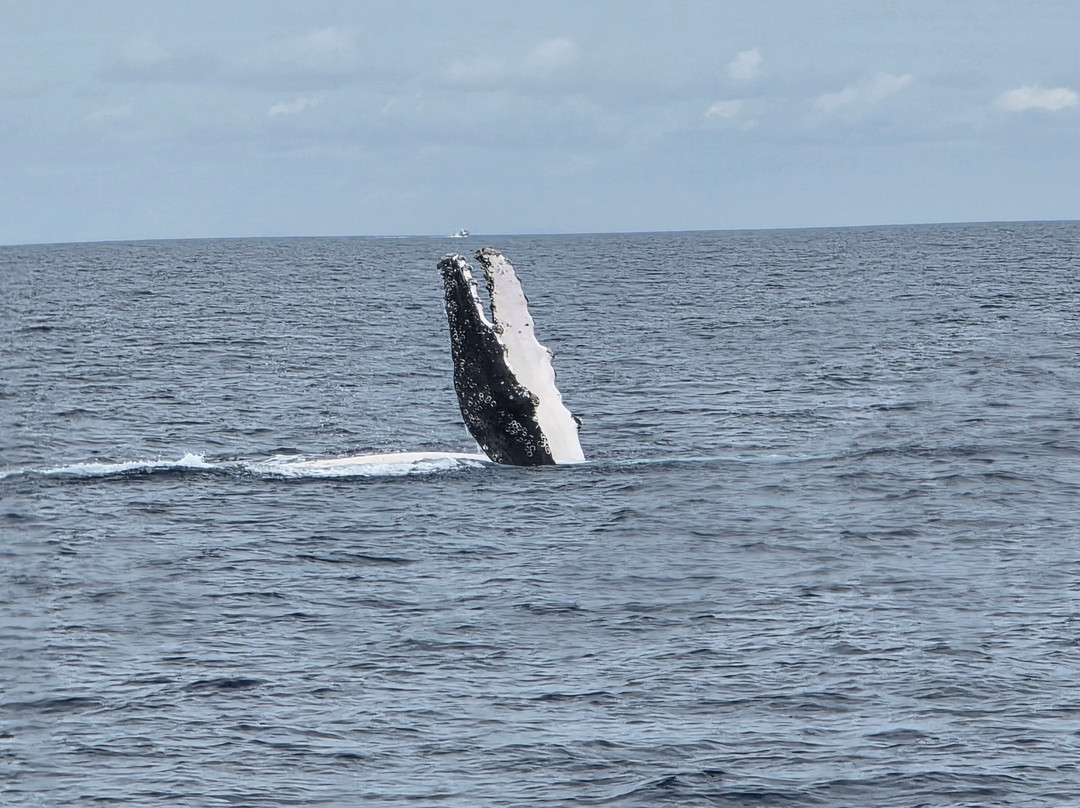 Hervey Bay Whale Watch-尤兰根必去景点