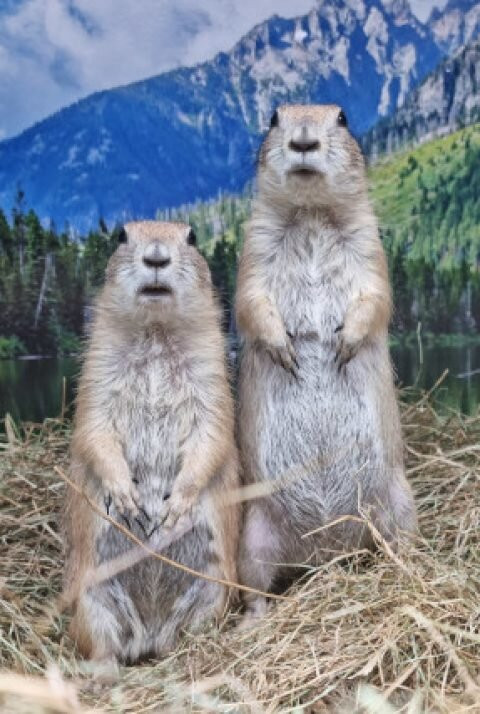 Animalistic Encounters-South Woodham Ferrers必去景点