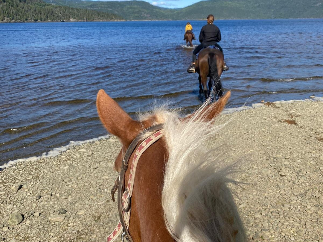 Centre Equestre des Plateaux-L'Anse-Saint-Jean必去景点
