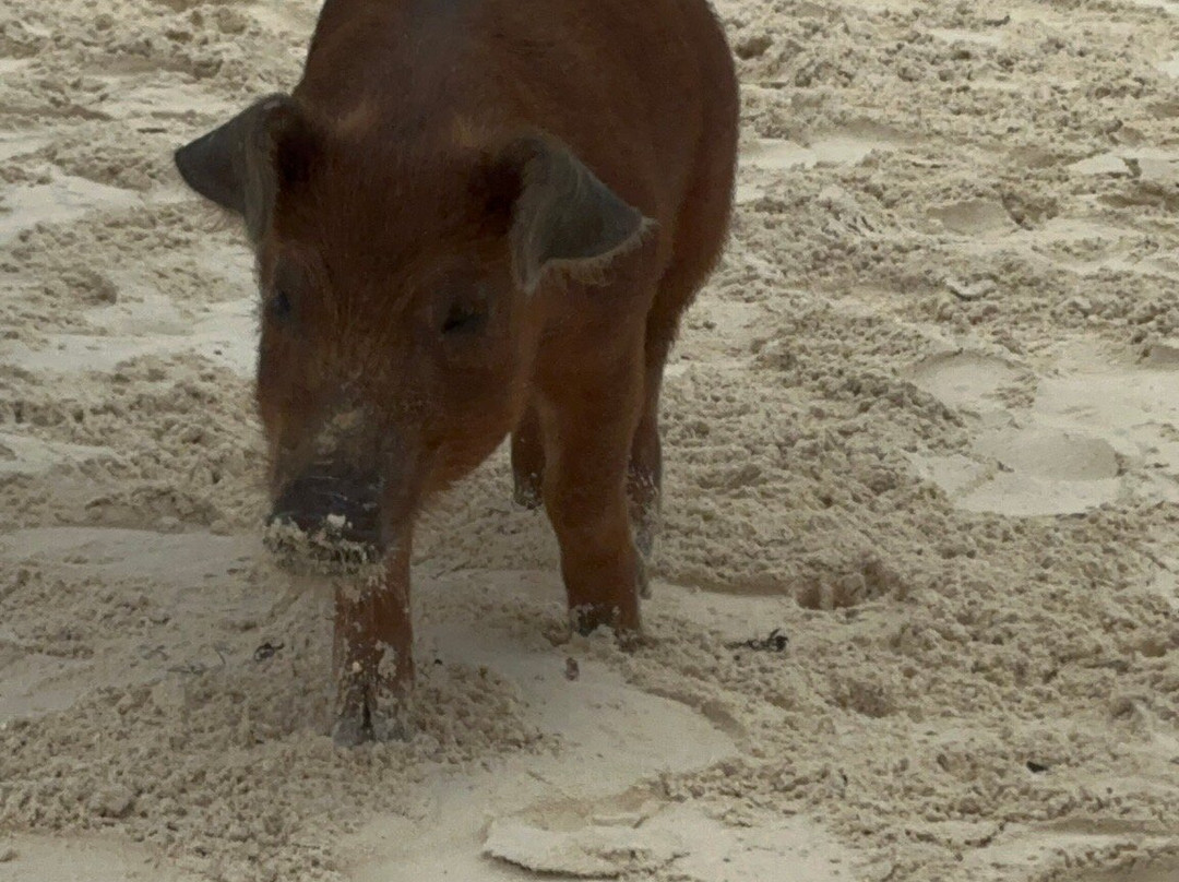 Pirate's Cove Zip Line and Water Park-弗里波特必去景点